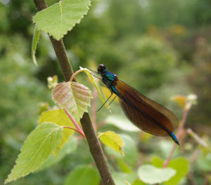 The Beautiful Demoiselle Damselfly