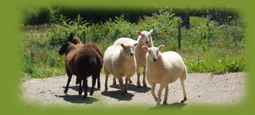 black and white lambs