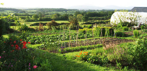 vegetable garden